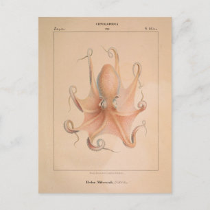 Vintage-Oktopus 1851 Eledon Aldrovandi Postkarte