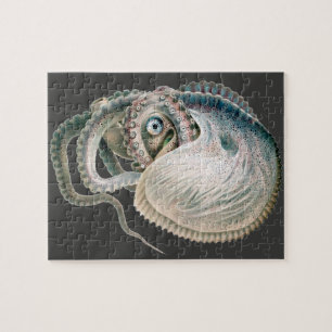 Vintage-Oktopus Argonaut, Meerestiere Tiere