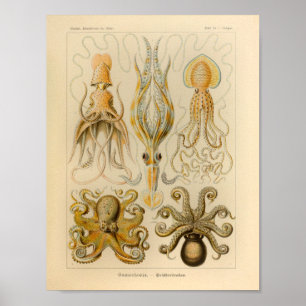 Vintage Oktopus - Farbe Ernst Haeckel Art Prinz Poster