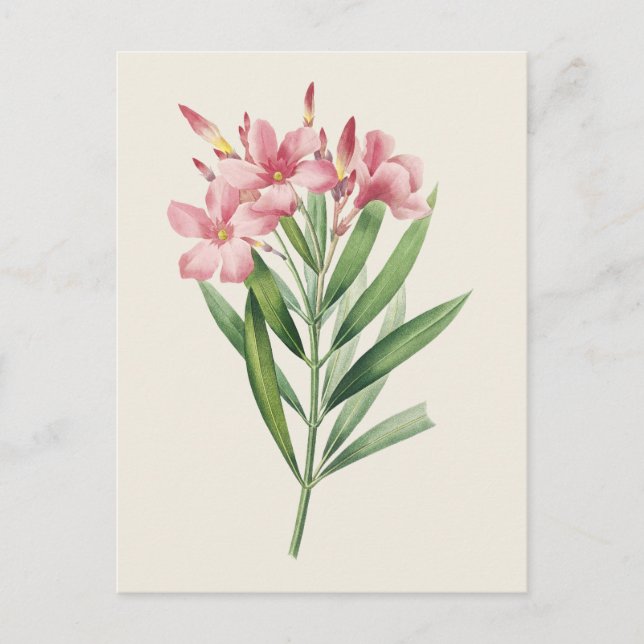 Vintage Oleander-Botanische Illustration Postkarte (Vorderseite)