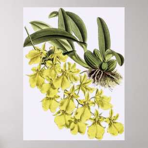 Vintage ONCIDIUM CONCOLOR Orchid-Blume Poster