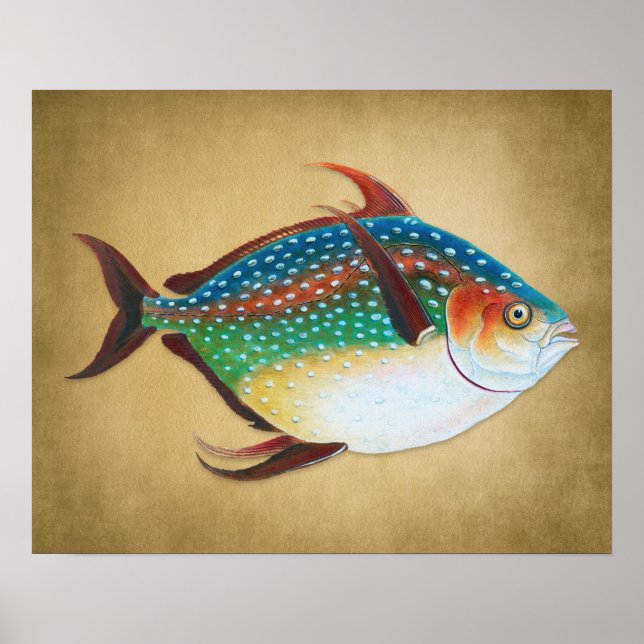 Vintage Opah Fish Illustration 1800s Poster (Vorne)