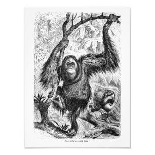 Vintage Orang-Utan-Illustration - Affe aus dem 19. Fotodruck