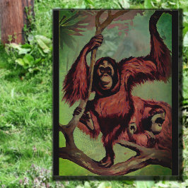 Vintage Orang-Utans auf einem Baum Postkarte