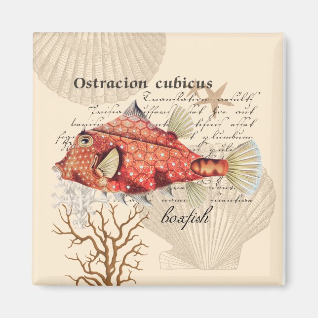 Vintage Orange-Boxfish-Illustration Magnet (Vorne)