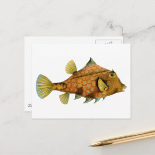 Vintage Orange Fisch Postkarte