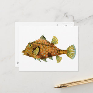 Vintage Orange Fisch Postkarte