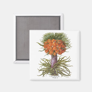 Vintage Orange Fritillaria Blumen Basilius Besler Magnet