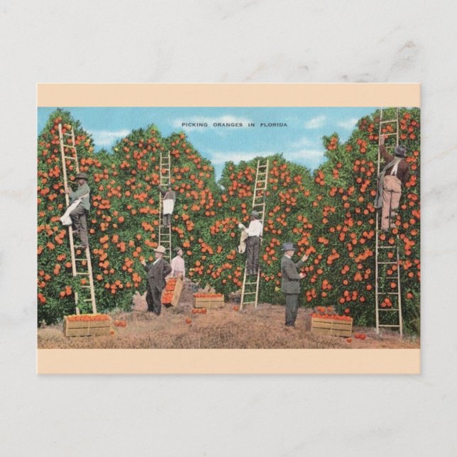 Vintage Orangenpflücke in Florida Postkarte (Vorderseite)