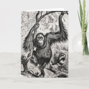 Vintage Orangutan-Illustration - Affe aus dem 18.  Karte