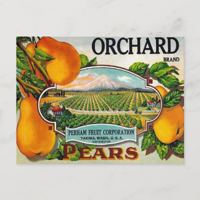 Vintage Orchard Birnen Postkarte (Vorderseite)