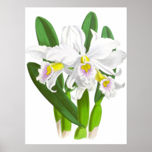 Vintage Orchid-Blume_GA - Poster
