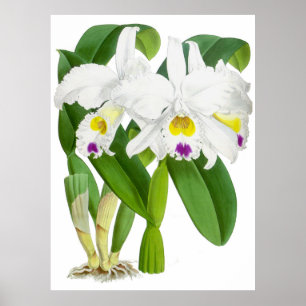 Vintage Orchid-Blume - Poster