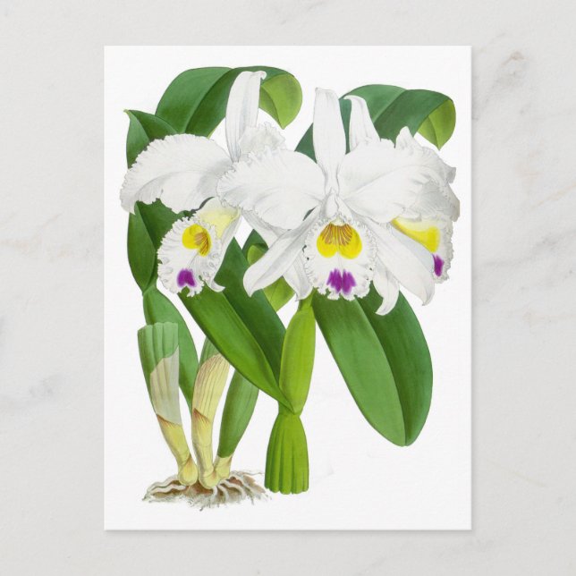 Vintage Orchid-Blume Postkarte (Vorderseite)