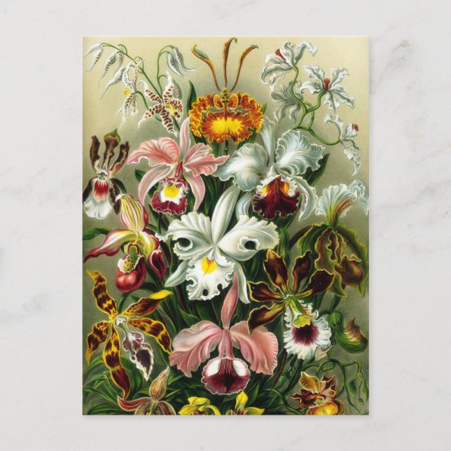 Vintage Orchid-Blumendarstellung Postkarte (Vorderseite)