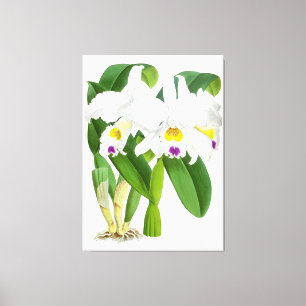 Vintage Orchideen-Blume - Canvas Print Leinwanddruck