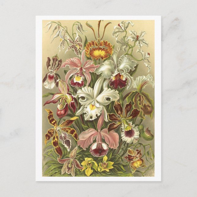 Vintage Orchideen Botanische Illustration Postkart Postkarte (Vorderseite)
