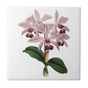 Vintage-Orchideen-Kachel Fliese