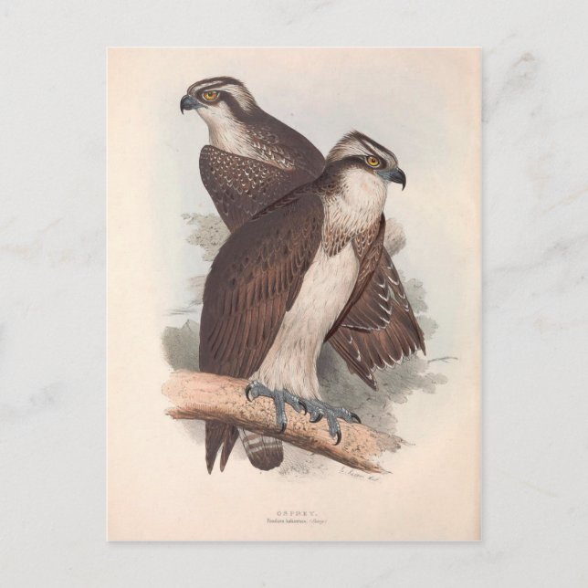 Vintage Osprey Naturgeschichte Illustration Postkarte (Vorderseite)