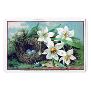 Vintage OsterBlume Magnet