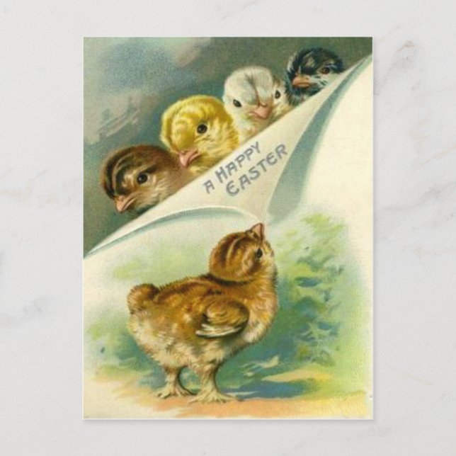 Vintage Osterchicks Osterkarte Feiertagspostkarte (Vorderseite)