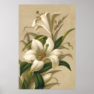 Vintage Osterlilien, Viktorianische Blume im Blut Poster
