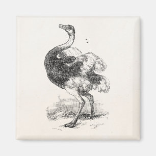 Vintage Ostrich-Vogel-personalisierte Magnet