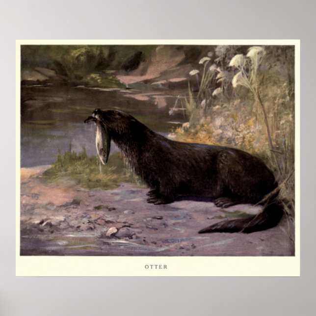 Vintage Otter-Malerei (1909) Poster (Vorne)