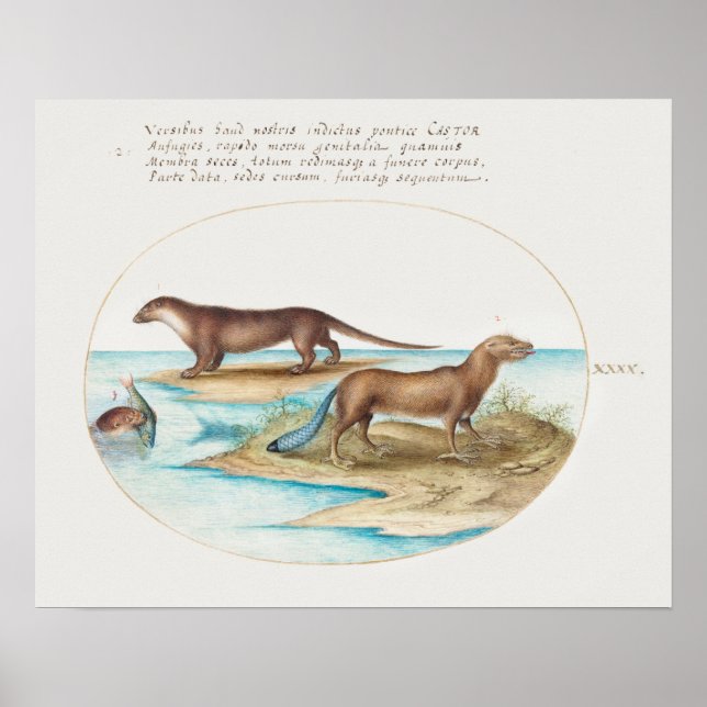 Vintage Otter  Poster (Vorne)