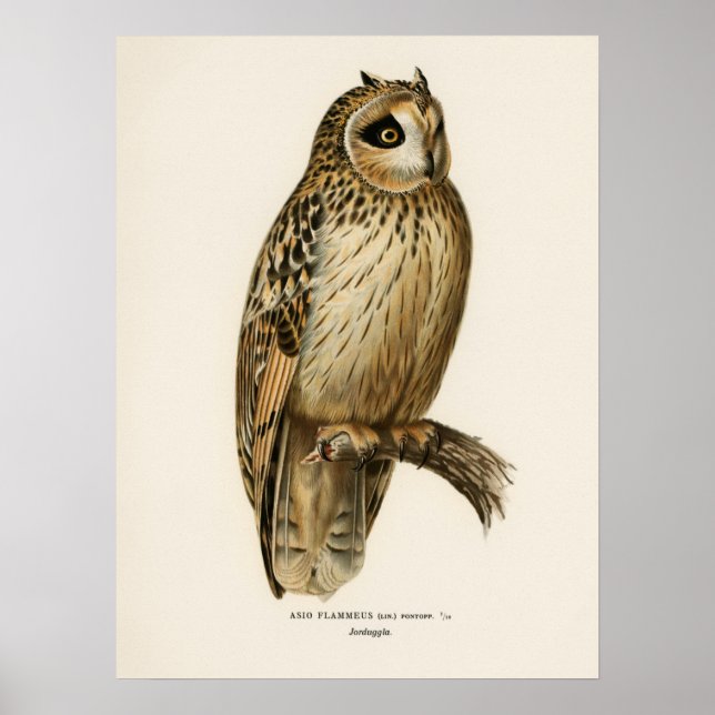 Vintage Owl Illustration Poster (Vorne)