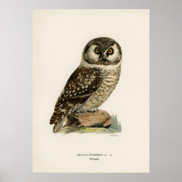 Vintage Owl Illustration Poster