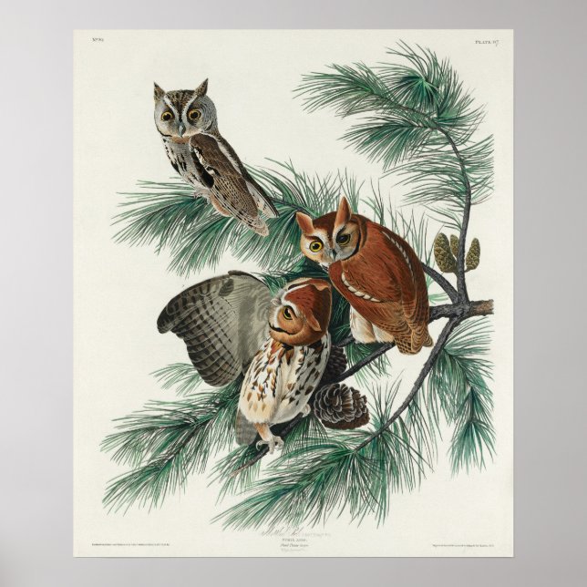 Vintage Owl Illustration Poster (Vorne)