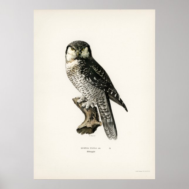 Vintage Owl Illustration Poster (Vorne)