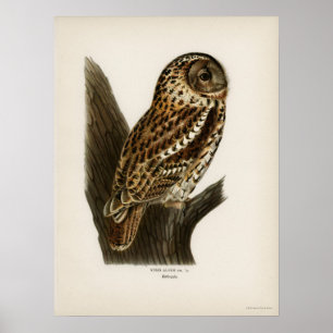 Vintage Owl Illustration Poster