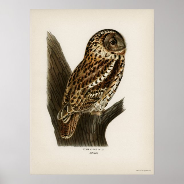 Vintage Owl Illustration Poster (Vorne)