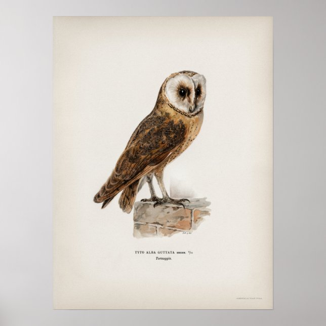 Vintage Owl Illustration Poster (Vorne)