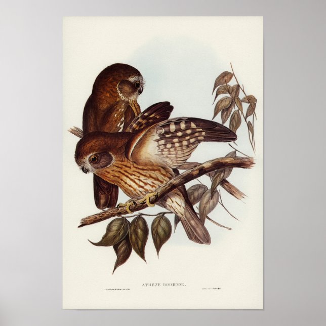 Vintage Owl Illustration Poster (Vorne)