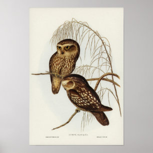 Vintage Owl Illustration Poster