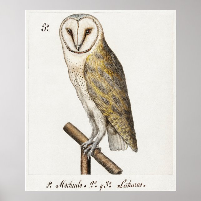 Vintage Owl Illustration Poster (Vorne)