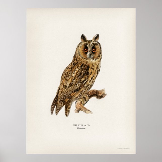 Vintage Owl Illustration Poster (Vorne)