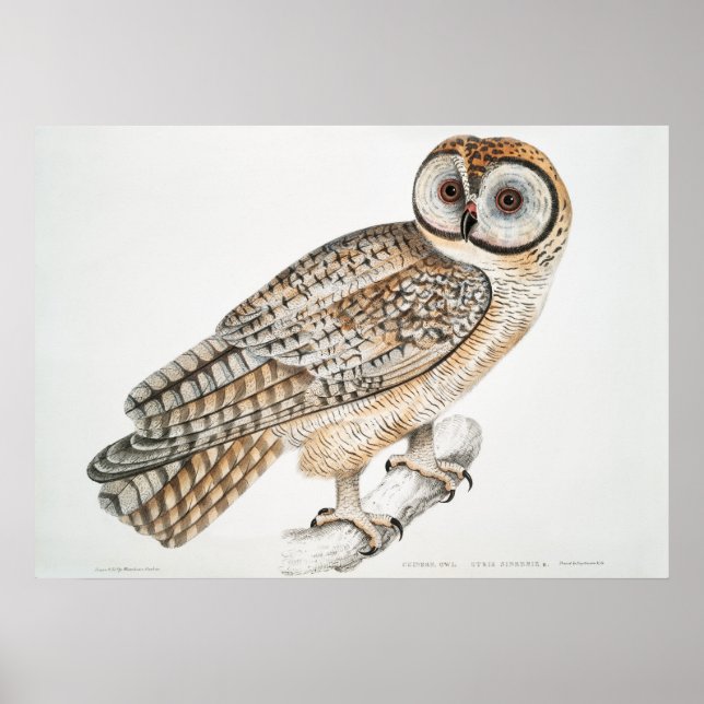 Vintage Owl Illustration Poster (Vorne)