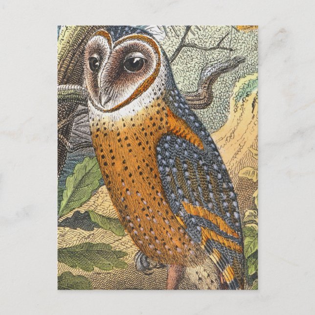 Vintage Owl-Malerei Postkarte (Vorderseite)