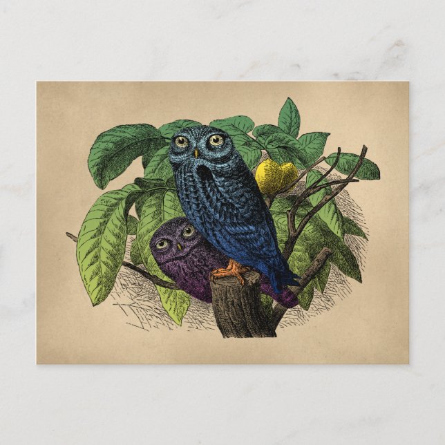 Vintage Owls Farbenprägung Postkarte (Vorderseite)