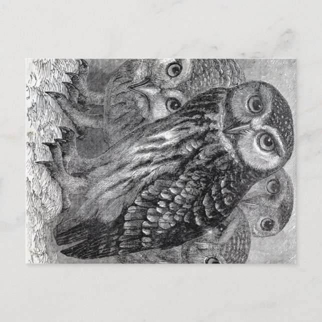 Vintage Owls Postkarte (Vorderseite)