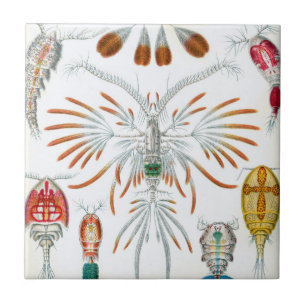 Vintage-Ozean-Tiere, Copepoda von Ernst Haeckel Fliese