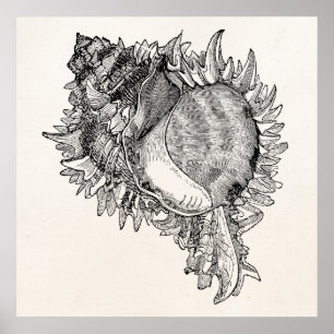 Vintage Ozeanseashell-Muschel-personalisierte Poster