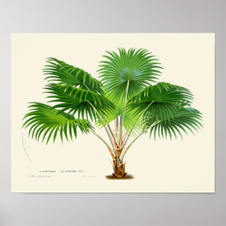 Vintage-Palm-Botanikdruck Poster