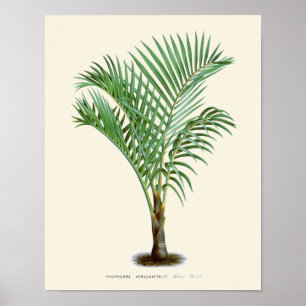 Vintage Palmen-botanischer Druck Poster