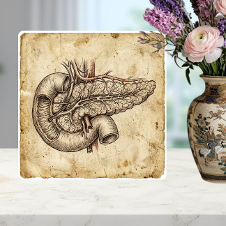 Vintage Pancreas Anatomy Sketch Illustration Fliese