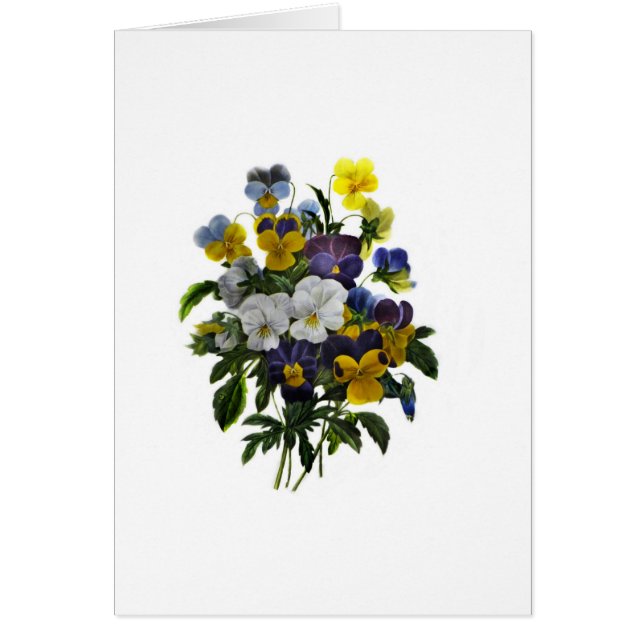 Vintage Pansy Botanische Schrift (Vorne)